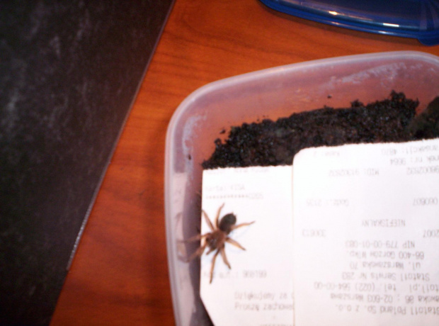 brahypalme smithi L5