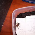 brahypalme smithi L5