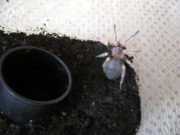 smithi l5