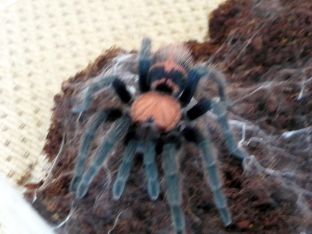 C. fasciatum