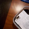 brahypalme smithi L5