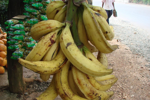 Największe banany jakie widziałam