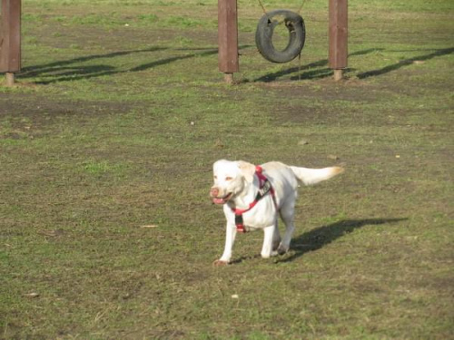 Hexa, Max, Neska, Buster labradory #LabradoryPsy