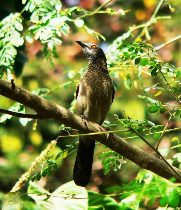 brown babbler/turdoides plebeius/tymal białołuski (rodzaj: turdoides)
Rodzina: Tymaliowate (Kurtodrozdowate)/Old World Babblers/Timaliidae