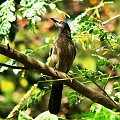 brown babbler/turdoides plebeius/tymal białołuski (rodzaj: turdoides)
Rodzina: Tymaliowate (Kurtodrozdowate)/Old World Babblers/Timaliidae