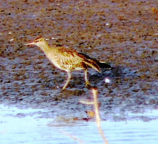 squacco heron/Ardeola Ralloides/czapla modronosa (podrodzina: czaple/ardeinae; rodzaj: ardeola)
Rodzina: Czaplowate/Herons/Ardeidae