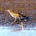 squacco heron/Ardeola Ralloides/czapla modronosa (podrodzina: czaple/ardeinae; rodzaj: ardeola)
Rodzina: Czaplowate/Herons/Ardeidae