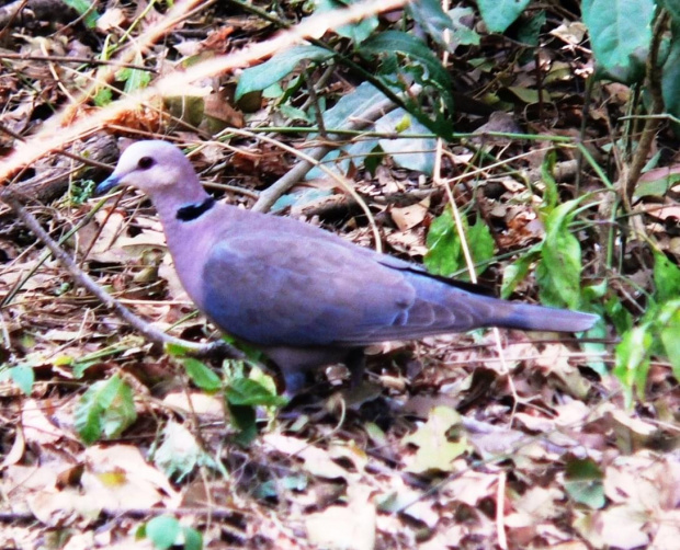 eurasian collared dove - streptopelia decaocto - sierpówka (podrodzina: columbinae; rodzaj: streptopelia)
Rodzina: Columbidae/Dove/Gołębiowate