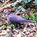 eurasian collared dove - streptopelia decaocto - sierpówka (podrodzina: columbinae; rodzaj: streptopelia)
Rodzina: Columbidae/Dove/Gołębiowate