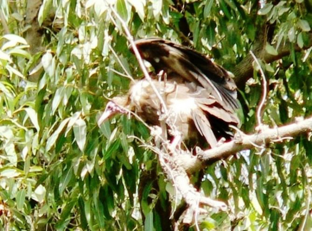 hooded vulture/Necrosyrtes Monachus/Ścierwnik brunatny
(podrodzina: aegypinae/sępy/old world vultures; rodzaj:necrosyrtes)
Rodzina: Accipitridae/Hawks/Jastrzębiowate