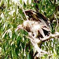 hooded vulture/Necrosyrtes Monachus/Ścierwnik brunatny
(podrodzina: aegypinae/sępy/old world vultures; rodzaj:necrosyrtes)
Rodzina: Accipitridae/Hawks/Jastrzębiowate