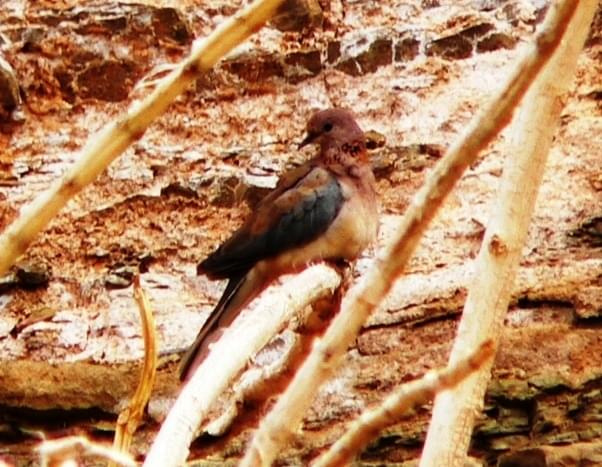 laughing dove/streptopelia senegalensis/ Synogarlica senegalska (podrodzina: columbinae; rodzaj: streptopelia)
Rodzina: Columbidae/Dove/Gołębiowate