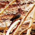 laughing dove/streptopelia senegalensis/ Synogarlica senegalska (podrodzina: columbinae; rodzaj: streptopelia)
Rodzina: Columbidae/Dove/Gołębiowate