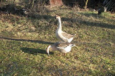 Gęsi na paswisku #Gęś #pastwisko