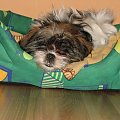 drzemka poobiednia :) #psy #zwierzęta #ShihTzu