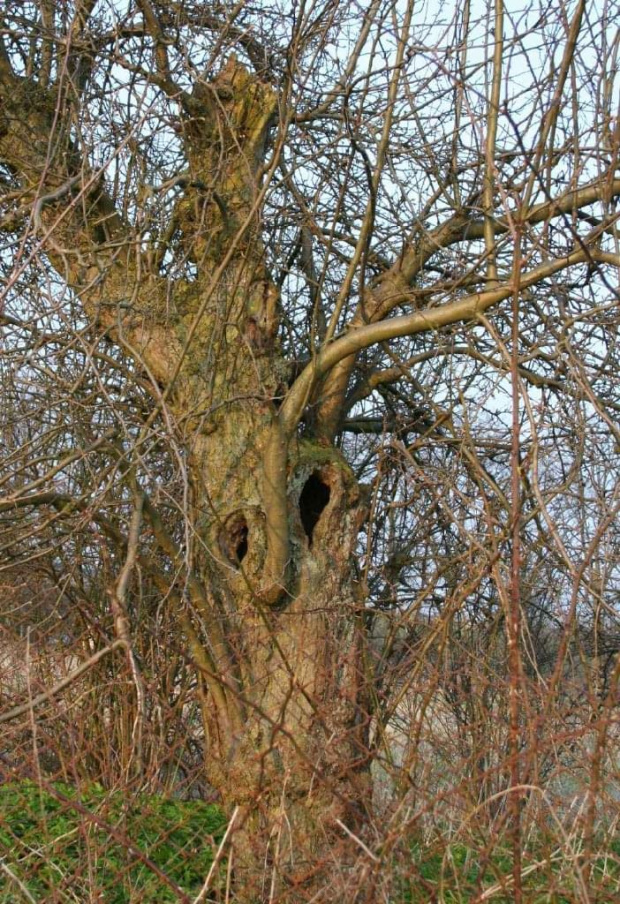 Dziad proszalny zimą, fot. M. Sołowiej, który odkrył to niezwykłe drzewo..