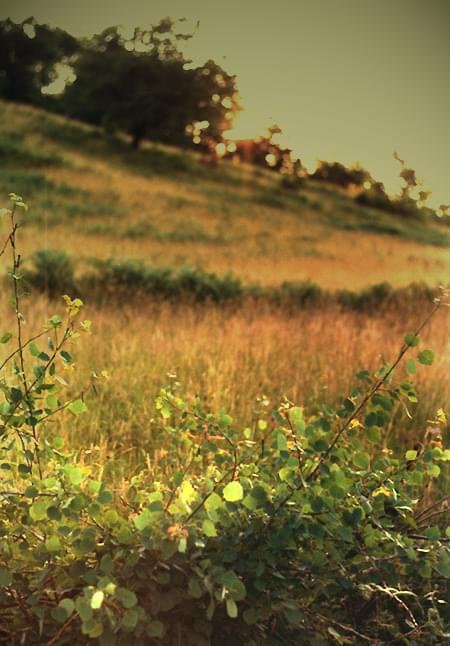 Krzaki, Duboćanji, Bosnja #krzaki #trawa #łąka #wieś #Bosnja