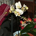 phalaenopsis #storczyki