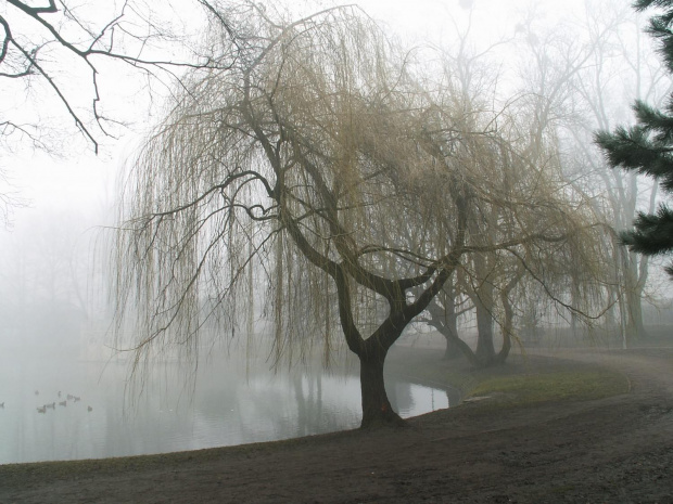 Park w Raciborzu, mgła #ParkWRaciborzu #mgła