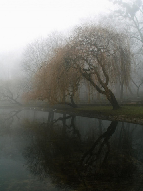Park w Raciborzu, mgła #ParkWRaciborzu #mgła