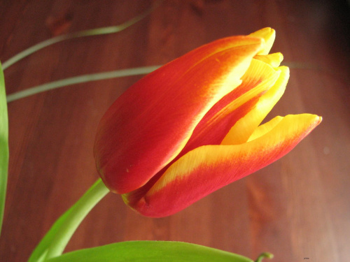 #kwiaty #tulipan