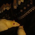 rats do adopcji