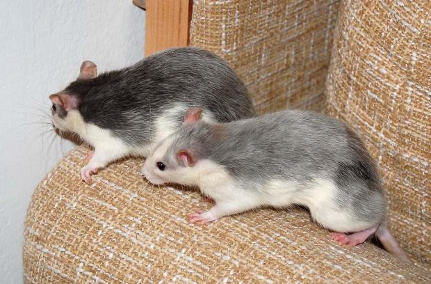 Moje szczuraski - rodzice i ich maleństwa #szczur #szczury #szczurki