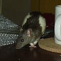 rats do adopcji