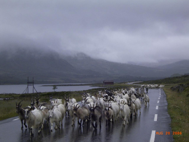 Norwegia-powrót do kraju,kozy na drodze zawsze mają pierwszeństwo