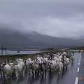 Norwegia-powrót do kraju,kozy na drodze zawsze mają pierwszeństwo