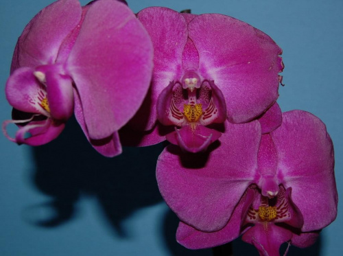 Orchidea , storczyk