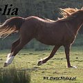 Arabian Horse Delia