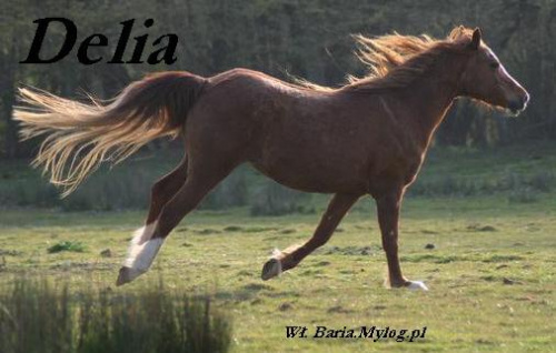 Arabian Horse Delia