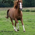 Arabian Horse Delia