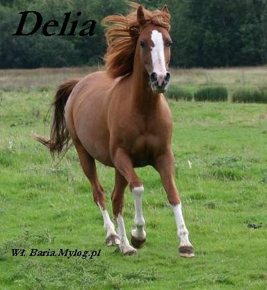 Arabian Horse Delia