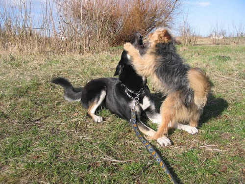 Mimi i Maja #pies #psy #zwierzęta
