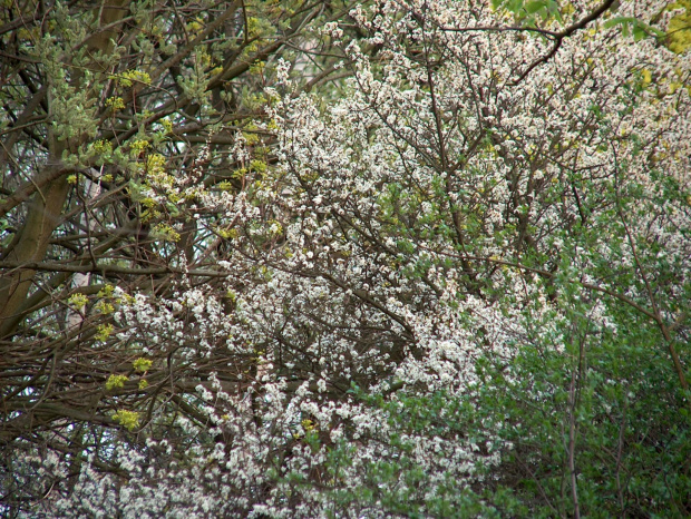 wiosna #przyroda #natura #drzewa #PąkiKwiatów #wiosna #krajobraz