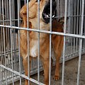 najgłośniej płaczący pies w schronie Rudziaszek #DoAdopcji #schron #czeka #pies #adoptuj #Jastrzębie