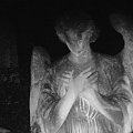 Dziki cmentarz #cmentarz #aniol