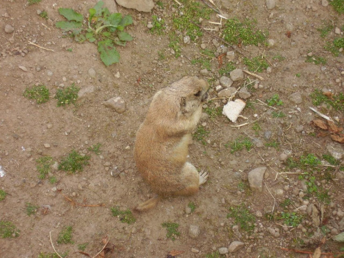 zoo w Belfaście