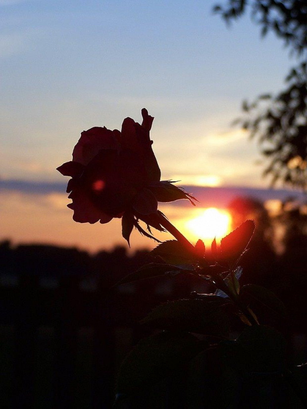 Zachód z różyczką a może różyczka z zachodem ? : ) #róża #ZachódSłońca