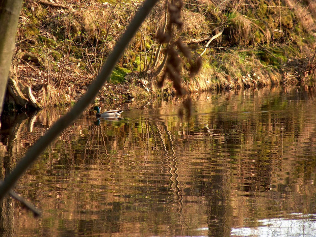 kaczka #przyroda #zwierzęta #natura #kaczka #ptaki #NadWodą #staw #wiosna