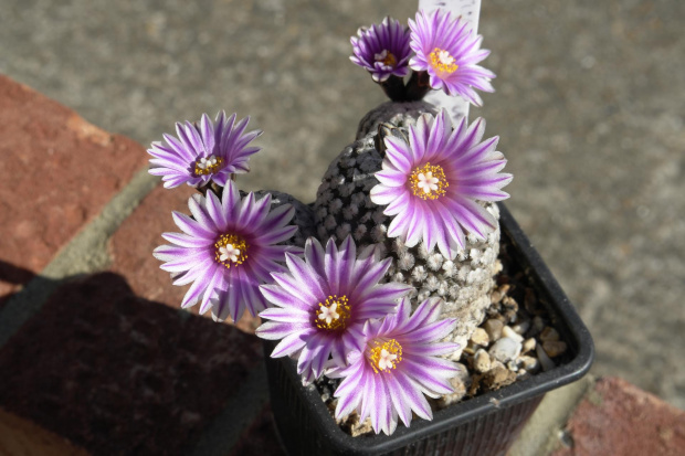 Turbinicarpus valdezianus