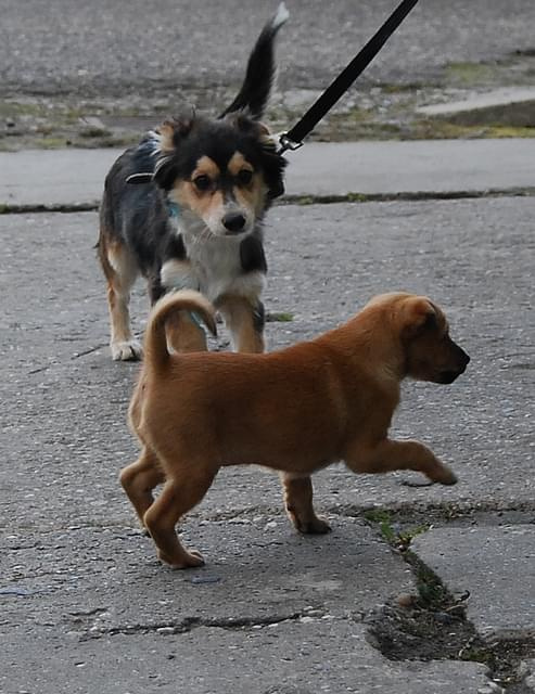 Toluś + szczeniak do adopcji