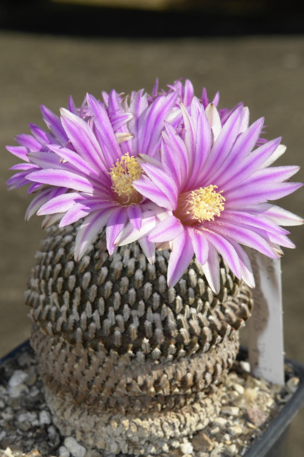 Turbinicarpus pseudopectinatus