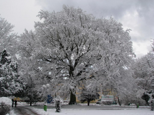 pomnik przyrody w Kołobrzegu zima 2008 #zima #kołobrzeg
