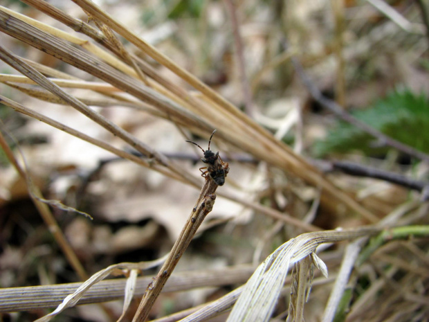 owad #przyroda #natura #zwierzęta #owady #makrofotografia