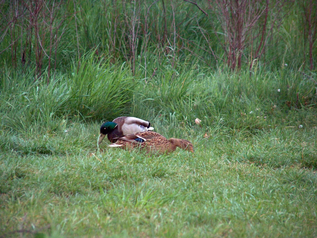 kaczki - krzyżówka #przyroda #natura #zwierzęta #ptaki #kaczki