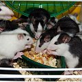 szczureczki 2 kwietnia #szczur #szczury #szczurki