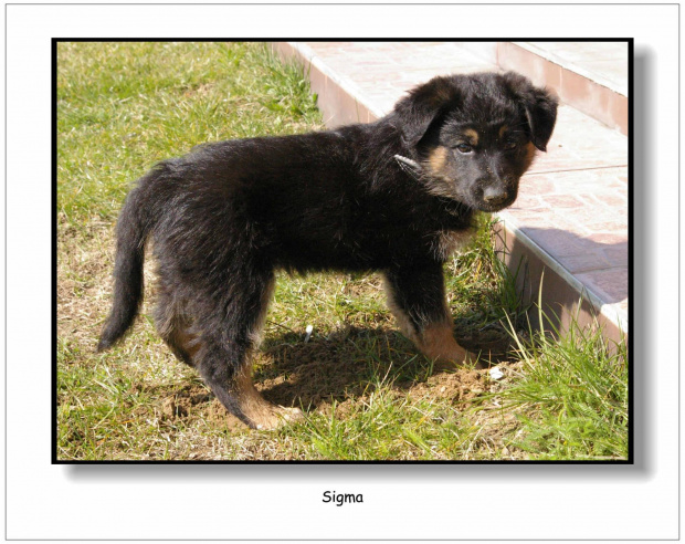 Mój nowy przyjaciel - Sigma #Zwierzęta #pies #owczarek #przyjaciel #Sigma